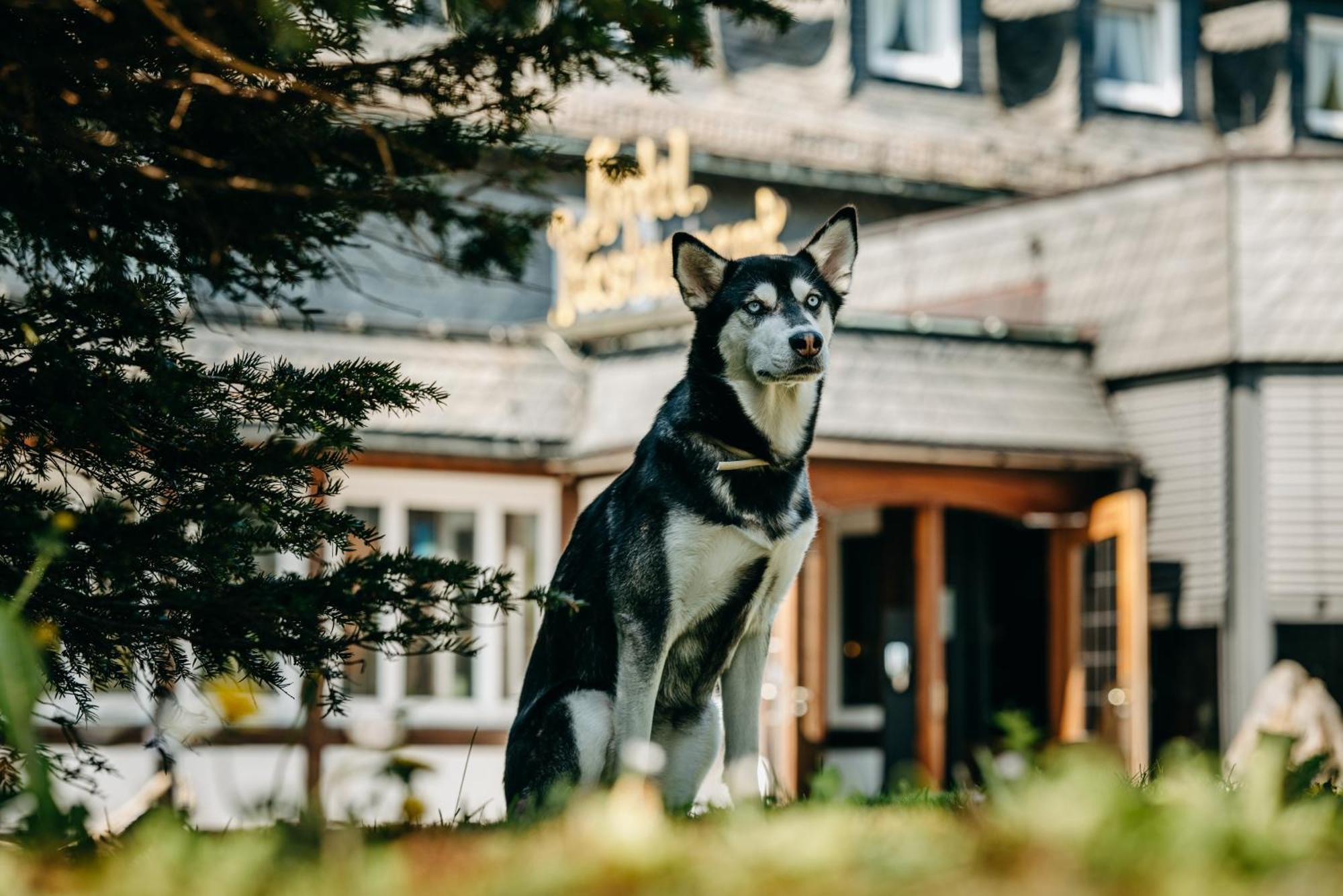 Romantik Berghotel Astenkrone Winterberg Exteriör bild